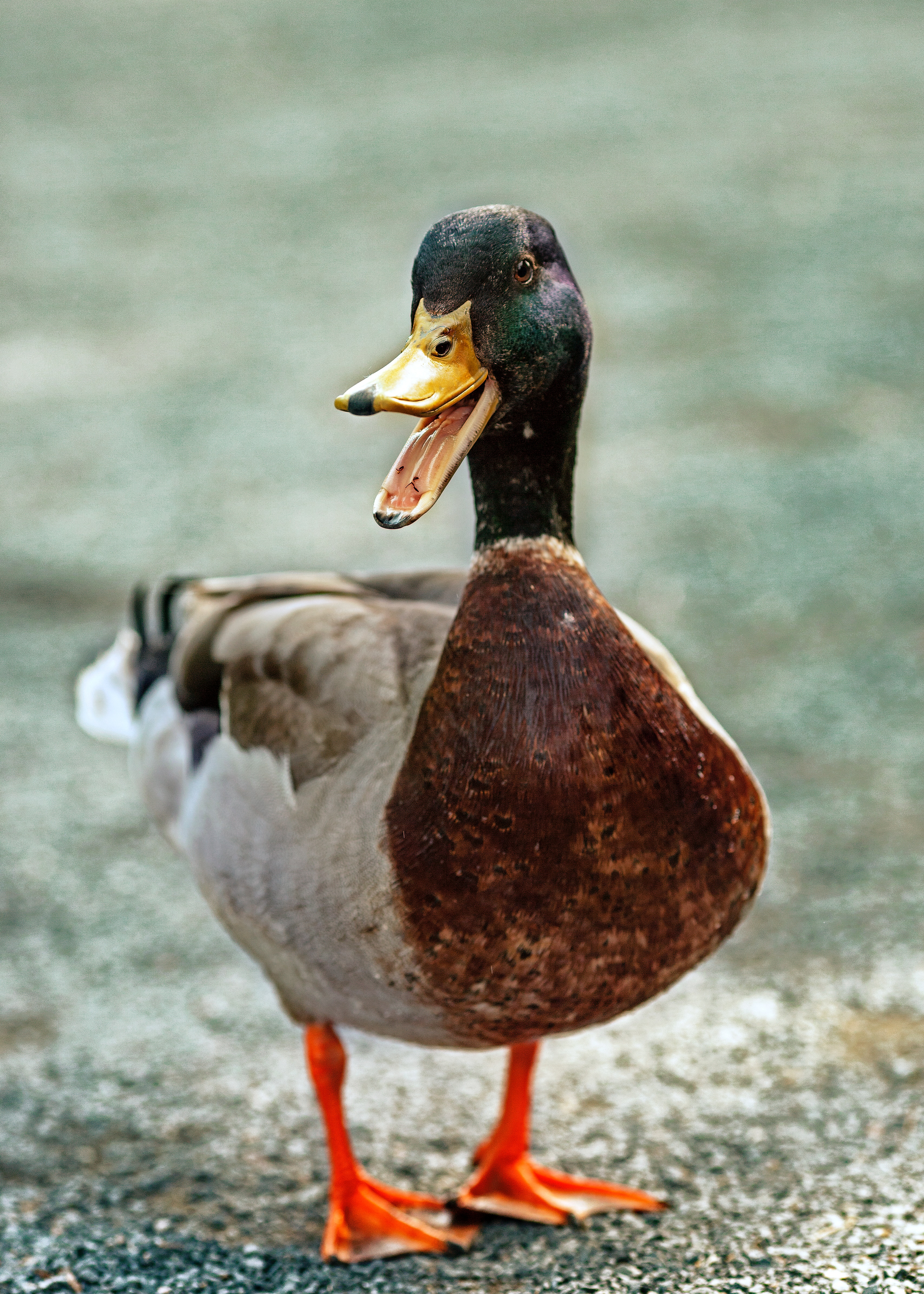 picture of duck smiling